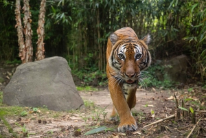 NYC: Bronx Zoo -pääsylipun