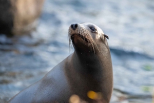 NYC: Bronx Zoo -pääsylipun