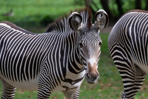 NYC: Bronx Zoo -pääsylipun