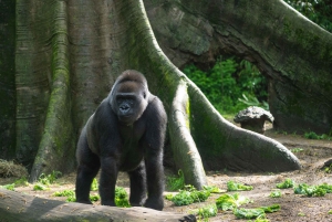 NYC: Bronx Zoo -pääsylipun
