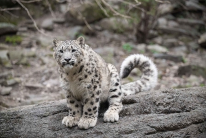 NYC: Bronx Zoo -pääsylipun