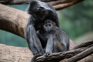 NYC: Bronx Zoo -pääsylipun