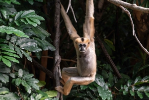 NYC: Bronx Zoo -pääsylipun
