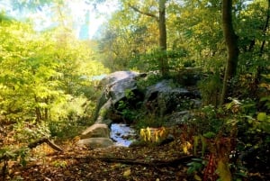 NYC: Central Park Opastettu kävelykierros Englanti-Espanja