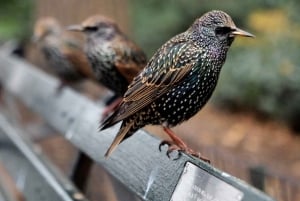 NYC: Central Park guidet gåtur engelsk-spansk