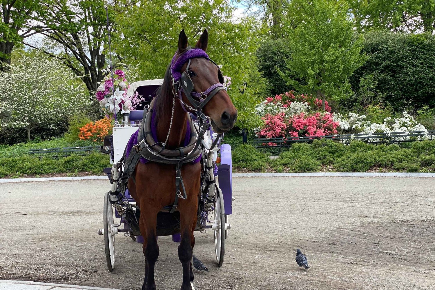 NYC: Turer med hestevogn i Central Park (opptil 4 voksne)