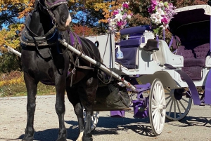 NYC: Turer med häst och vagn i Central Park (Upp till 4 vuxna)