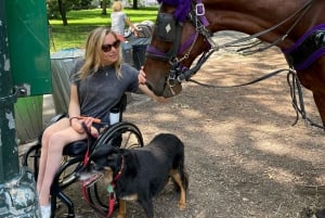 NYC: Turer med häst och vagn i Central Park (Upp till 4 vuxna)