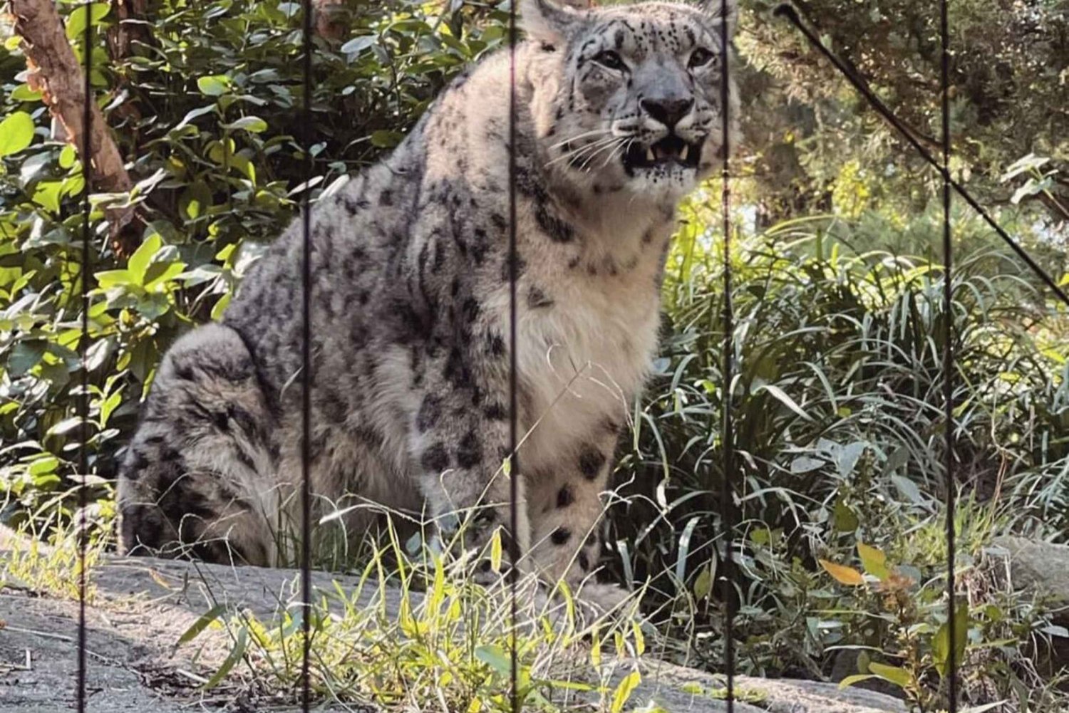 NYC: Central Park Zoo og Central Park guidet fottur