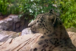 NYC: Ingresso para o zoológico do Central Park e excursão a pé por Manhattan