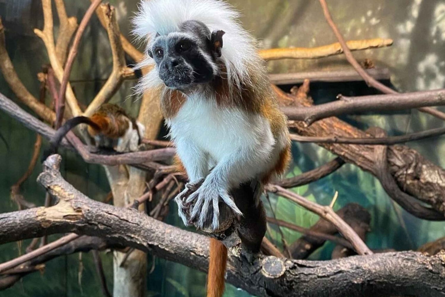 NYC: Inngangsbillett til Central Park Zoo med henting på hotellet