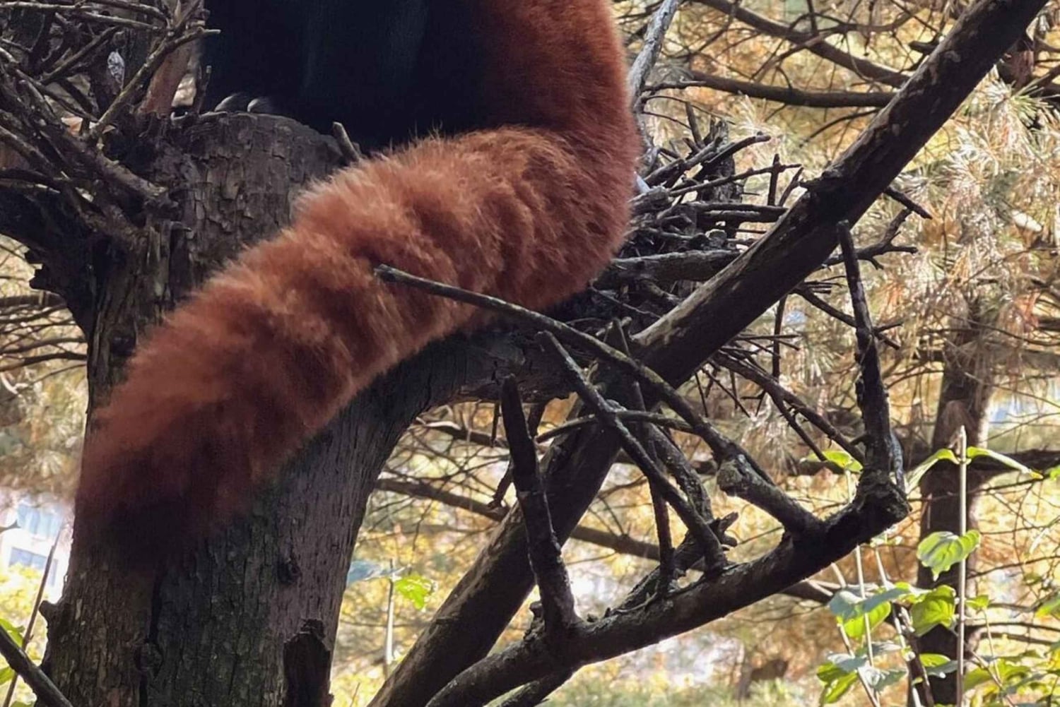 NYC: Inngangsbillett til Central Park Zoo med henting på hotellet