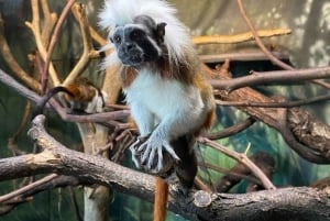 NYC: Inngangsbillett til Central Park Zoo med henting på hotellet