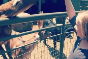 NYC: Inngangsbillett til Central Park Zoo med henting på hotellet