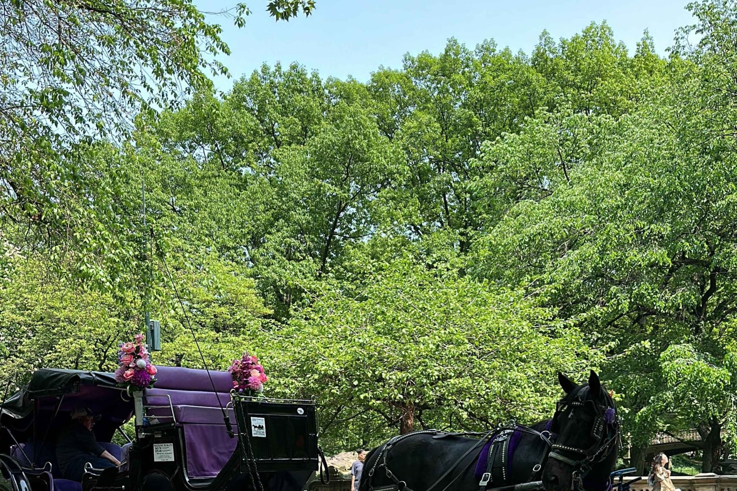 NYC: Køretur med Empire State Horses-vogn i Central Park