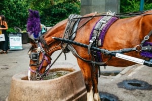 NYC: Guided Central Park Horse Carriage Ride