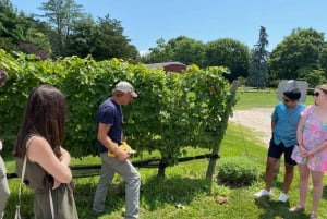 NYC: Tour guidato con sommelier di Long Island per la degustazione di vini