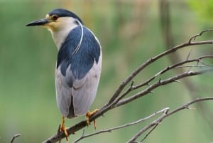 NUEVA YORK: Recorrido al atardecer por la fauna urbana del East River