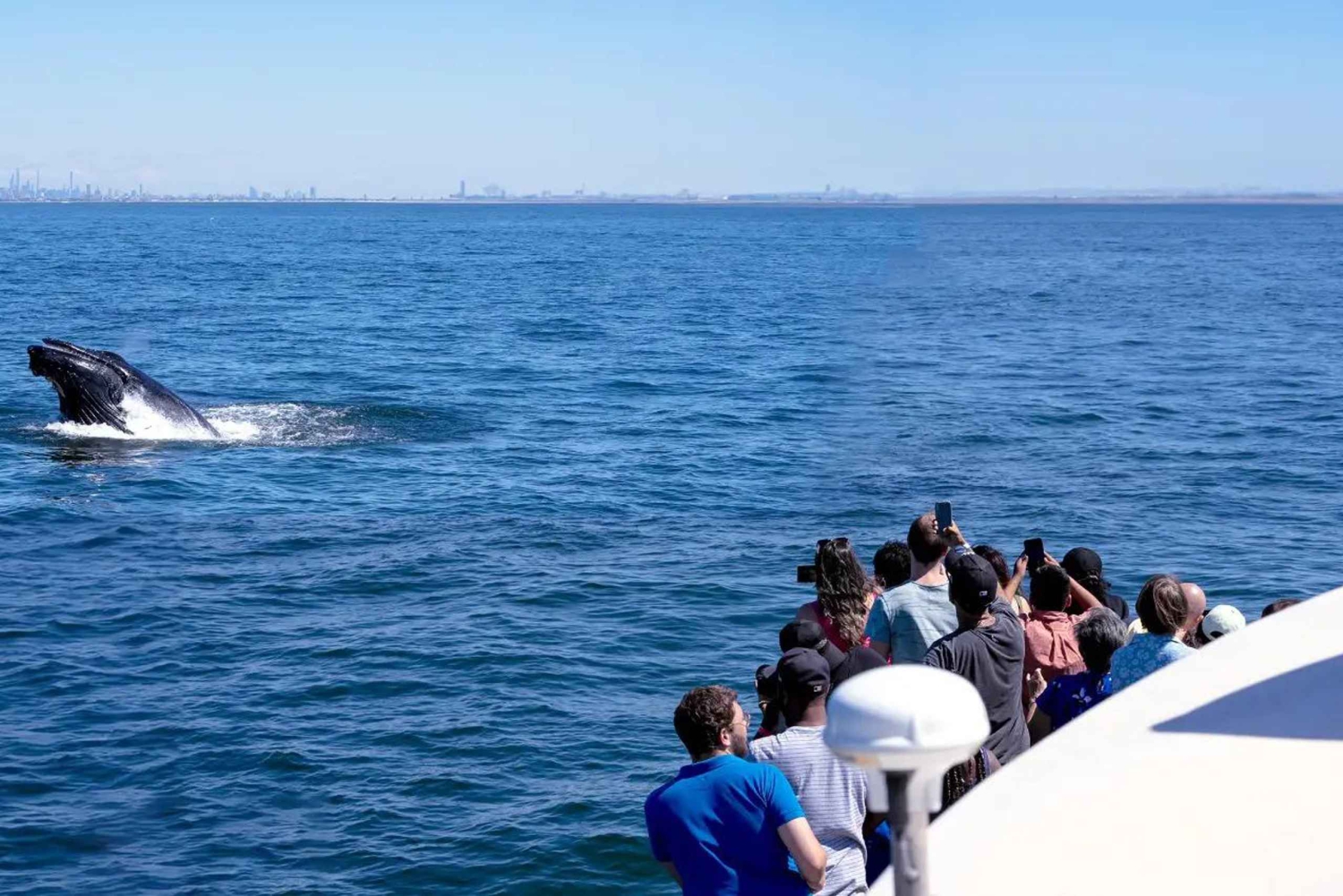 NYC: Hvalsafari fra Manhattan