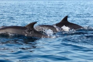 NYC : croisière d'observation des baleines au départ de Manhattan