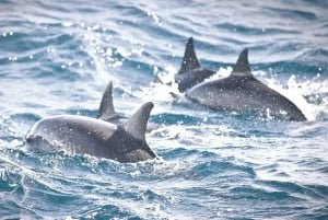 NYC : croisière d'observation des baleines au départ de Manhattan