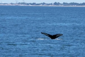 NYC : croisière d'observation des baleines au départ de Manhattan
