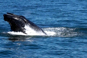 NYC : croisière d'observation des baleines au départ de Manhattan