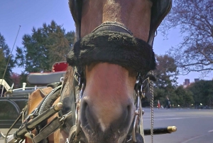 Officiële exclusieve VIP Paardenkoetsrit in Central Park