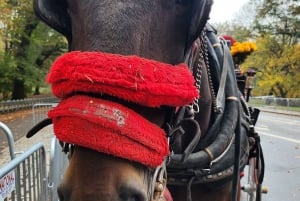 Giro ufficiale esclusivo in carrozza VIP a Central Park