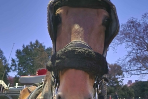 Virallinen eksklusiivinen VIP-hevoskärryajelu Central Parkissa