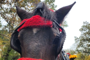 Virallinen eksklusiivinen VIP-hevoskärryajelu Central Parkissa