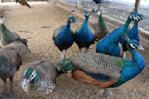 ブロンクス動物園への優先入場チケット (専用送迎付き)