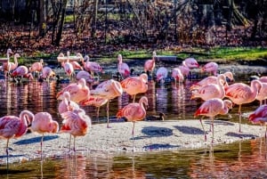 Entradas sin colas al zoo del Bronx con traslados privados