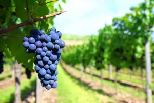 Southold: Long Island Winery Tour