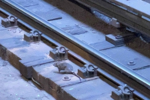 Underjordisk tur i New Yorks undergrundsbane