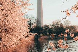 Washington DC depuis New York 1 jour