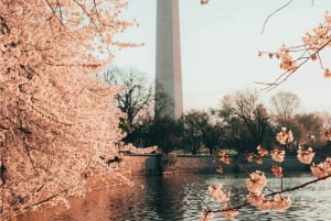 Washington DC depuis New York 1 jour