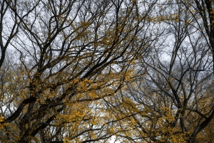 Velkommen til New York: Broadway, 5th Avenue, Central Park-tur