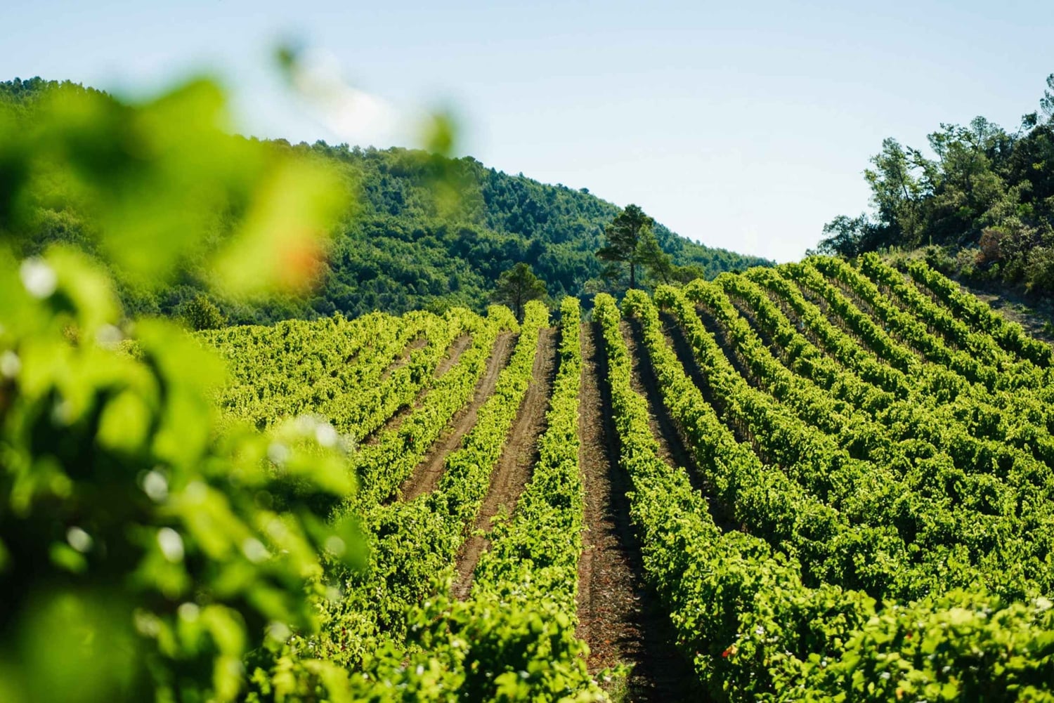 Avignon City of Popes and Wine Tasting Private Full Day Tour