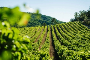 Avignon City of Popes and Wine Tasting Private Full Day Tour