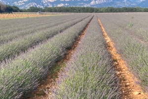 Bespoke Luxury Sightseeing Experiences