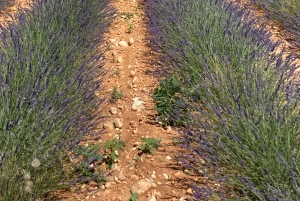 Bespoke Luxury Sightseeing Experiences