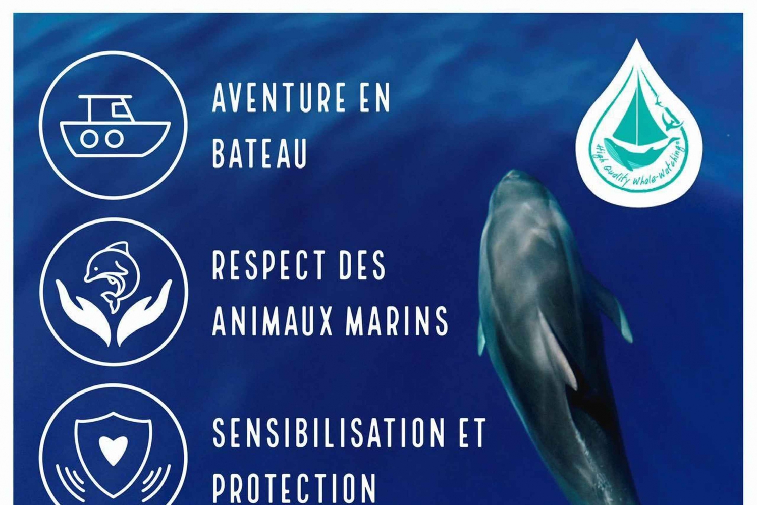 Marina Baie des Anges boat trip to the Pelagos Sanctuary