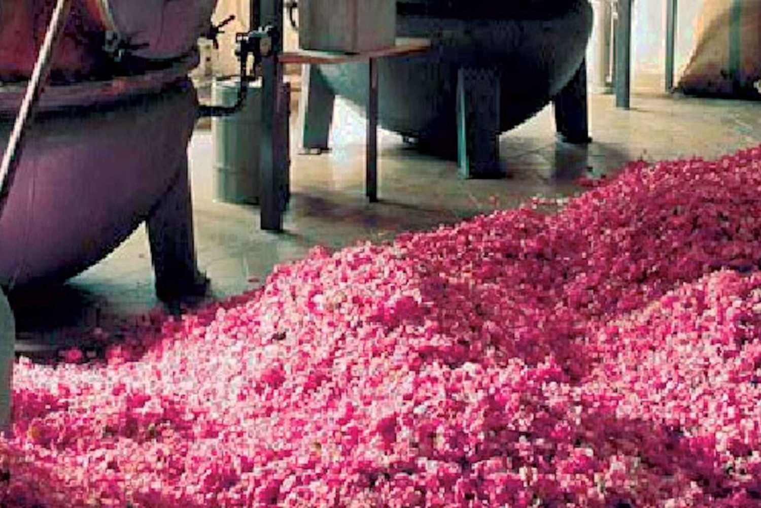 Flavor & Taste of Provence