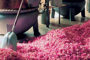 Flavor & Taste of Provence