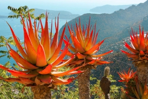 From Nice: Eze, Monaco, and Monte Carlo Half-Day Trip