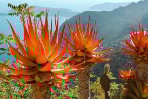 From Nice: Eze, Monaco, and Monte Carlo Half-Day Trip