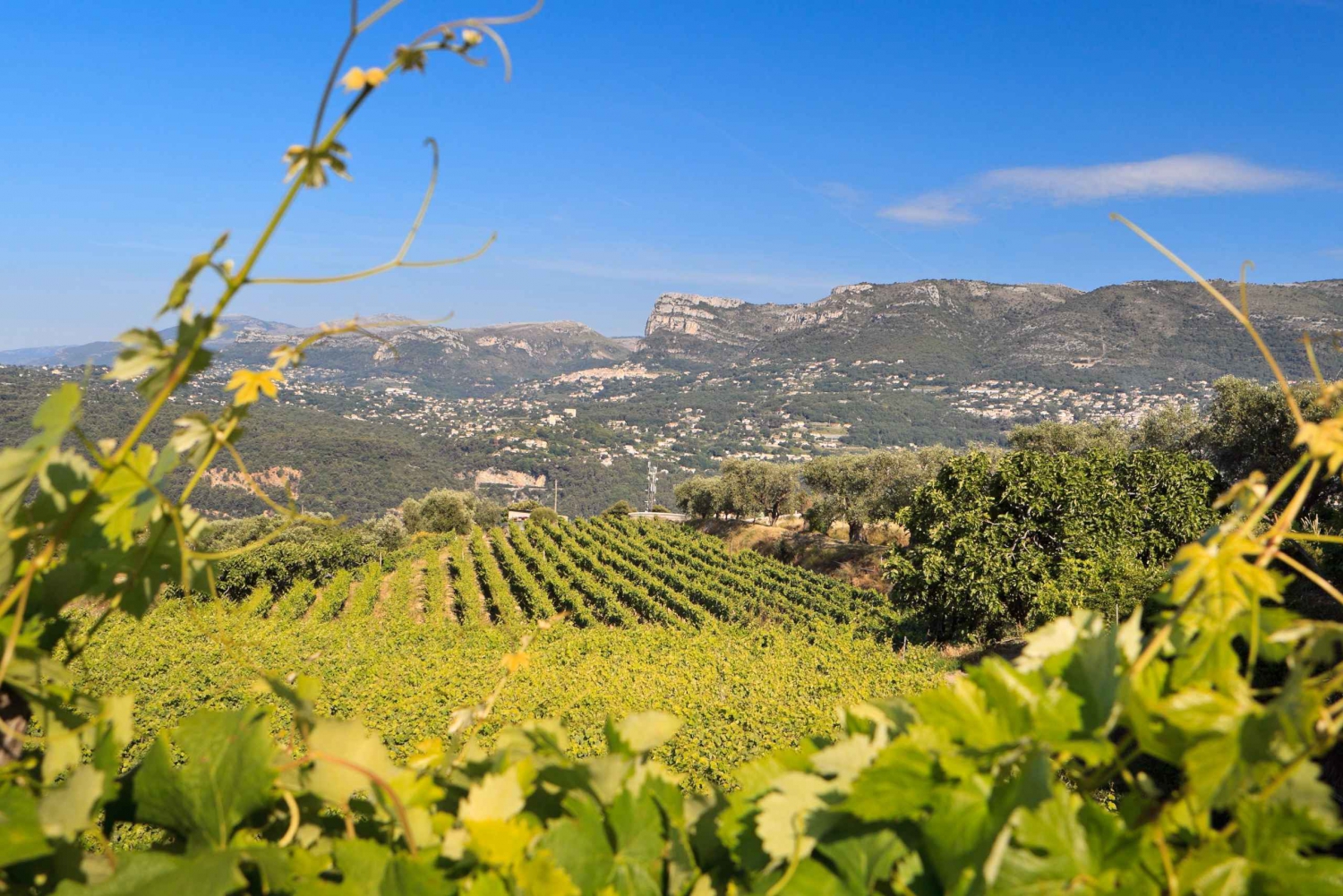 From Nice: Half-Day Wine Tour in the Bellet Wine Region