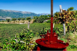 From Nice: Half-Day Wine Tour in the Bellet Wine Region