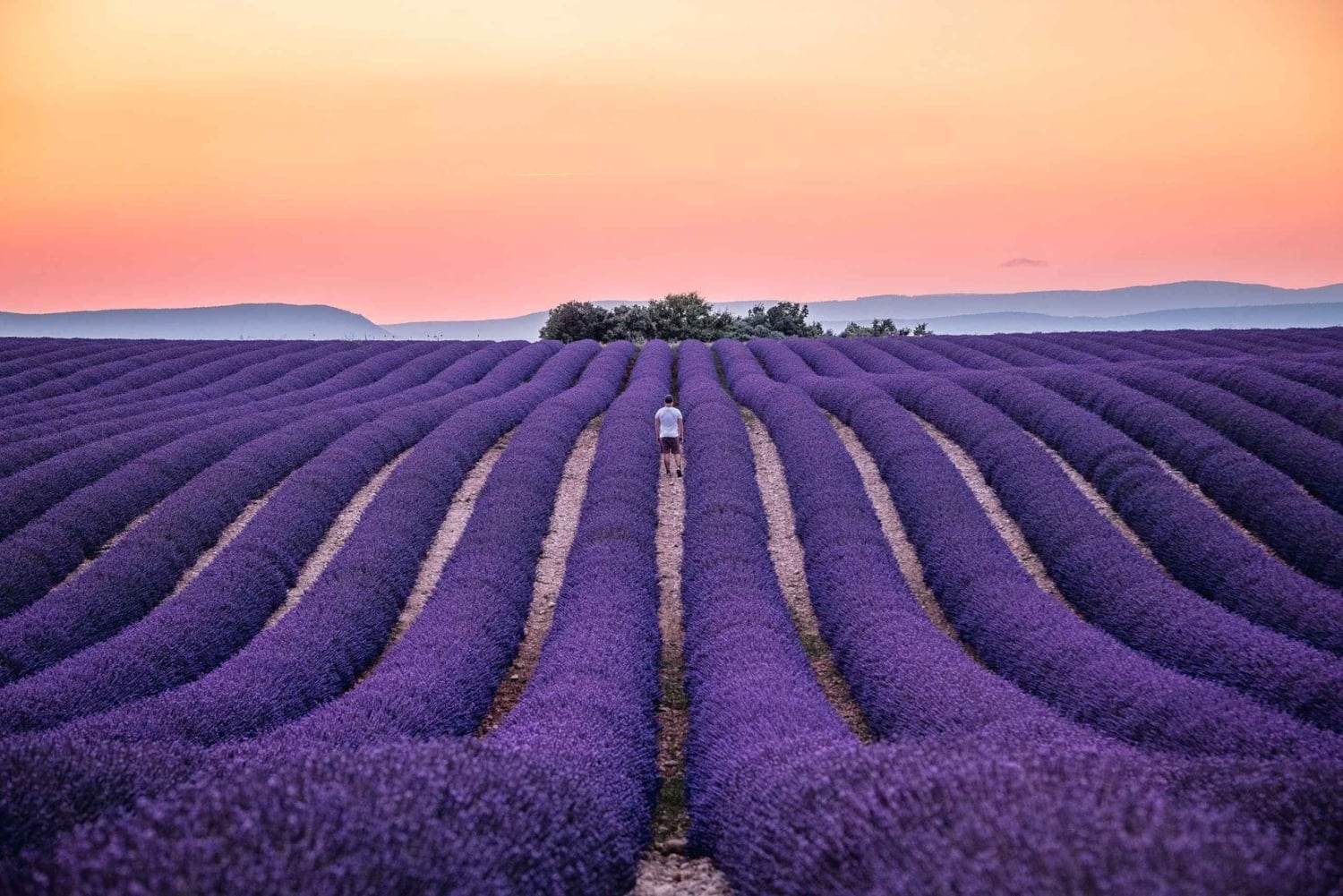 From Nice or Cannes: Provence Lavender Fields & Verdon Tour